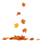 もみじ